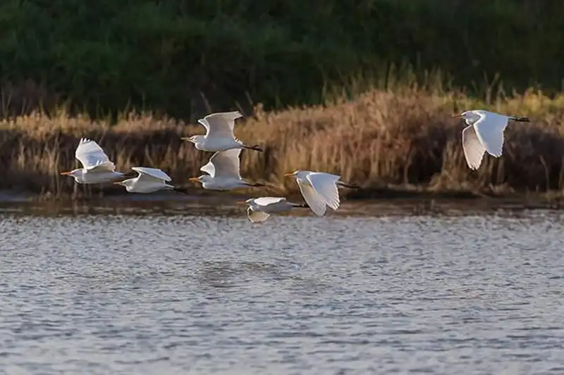 Uccelli in volo nella riserva